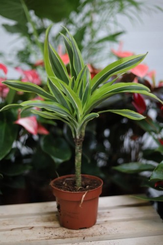 dracaena fragrans lemon lime.JPG