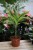 dracaena fragrans lemon lime.JPG