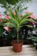 dracaena fragrans lemon lime.JPG