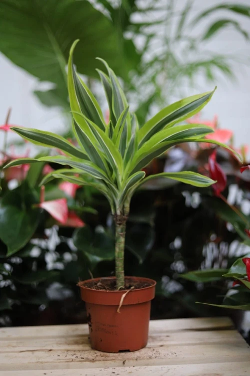 dracaena lemon lime.JPG