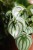 peperomia watermelon 1.JPG