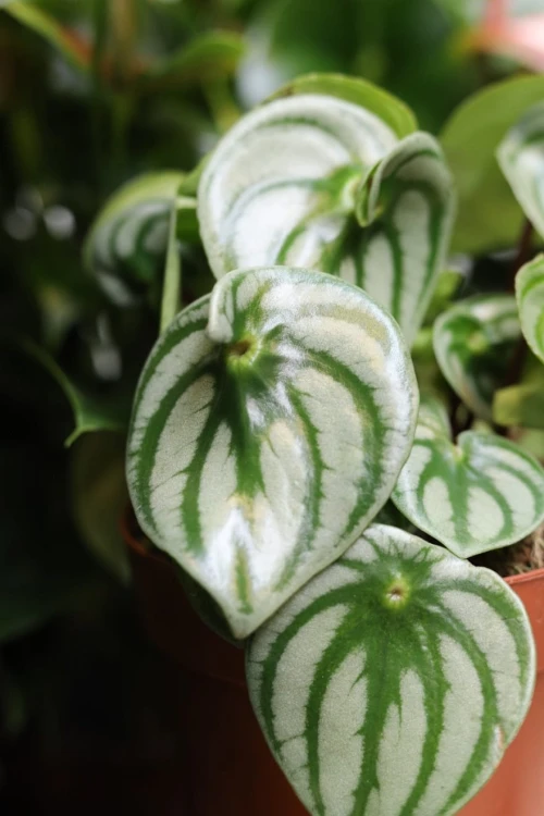 peperomia watermelon 1.JPG