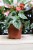 peperomia watermelon.JPG