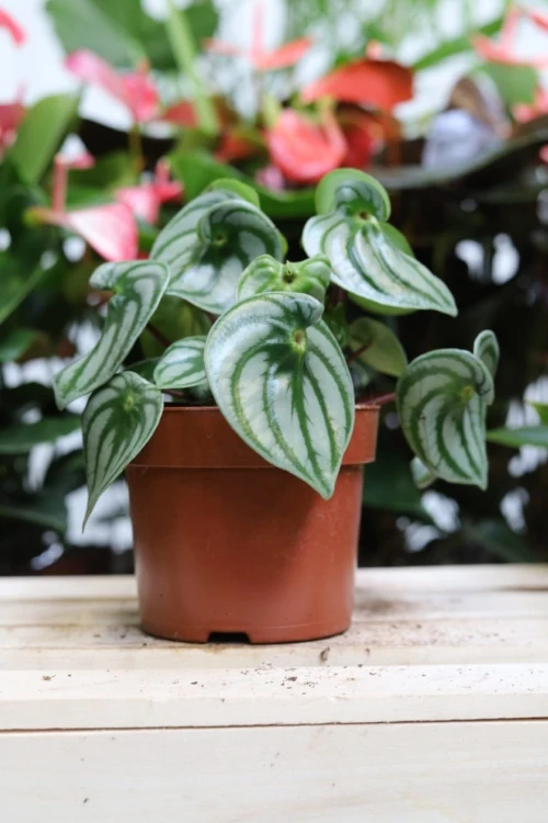peperomia watermelon.JPG