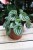 peperomia costa rica.JPG