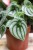 peperomia watermelon (costa rica).JPG