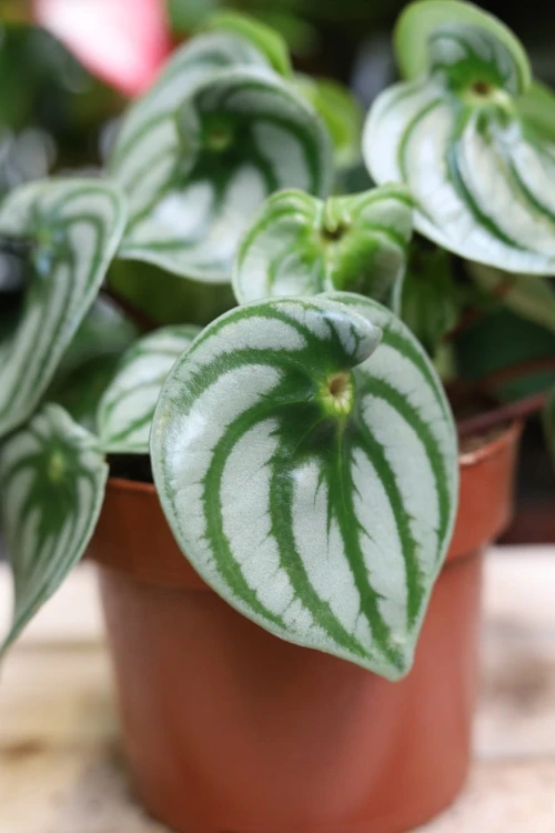 peperomia watermelon (costa rica).JPG