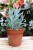 Curio ficoides Mount Everest.JPG