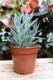 Curio ficoides Mount Everest.JPG