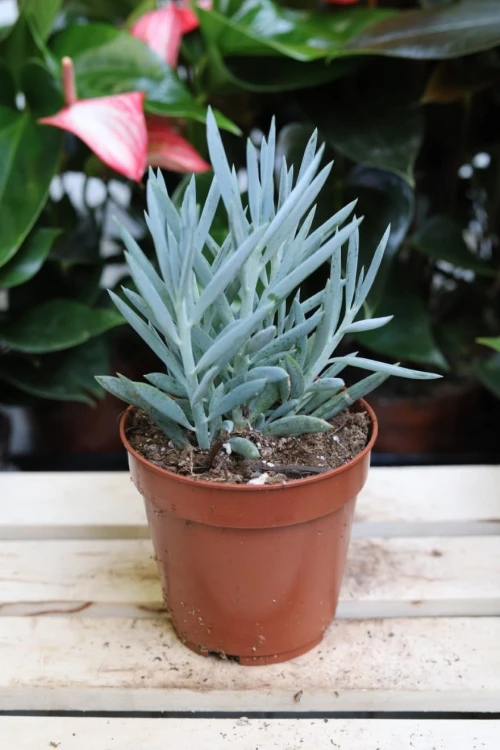 Curio ficoides.JPG