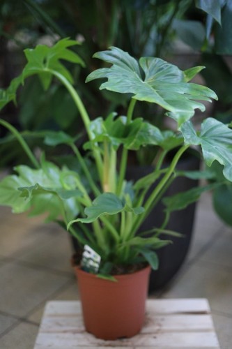 Philodendron Lacerum w aranżacji wnętrza – tropikalna roślina doniczkowa, która wprowadza do przestrzeni świeżość, naturalny akcent i luksusowy egzotyczny klimat.