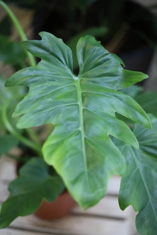 Zbliżenie liści Philodendron Lacerum ukazujące ich dekoracyjny kształt i aksamitną fakturę. Roślina o egzotycznym, efektownym wyglądzie.