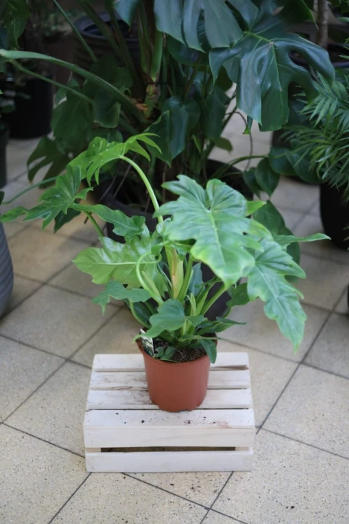 philodendron lacerum