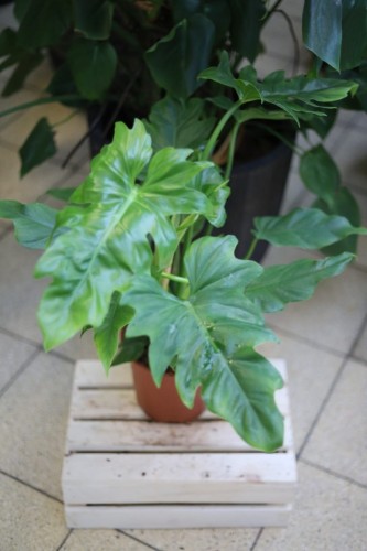 Philodendron Lacerum – dekoracyjna roślina doniczkowa o dużych, głęboko klapowanych liściach. Idealna do tropikalnych i nowoczesnych wnętrz.
