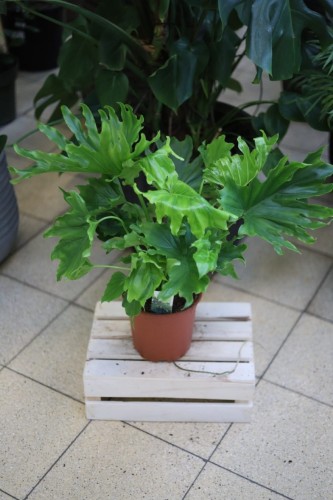 philodendron lickety split.JPG