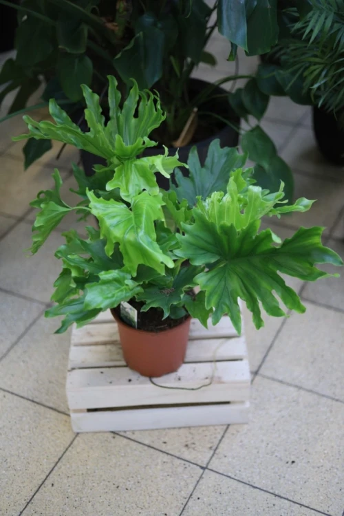 filodendron lickety split.JPG