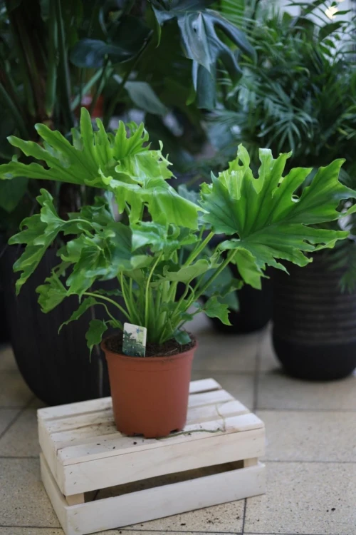 philodendron lickety split 2.JPG