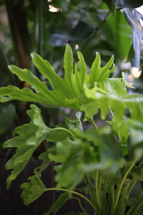 philodendron lickety split 3.JPG