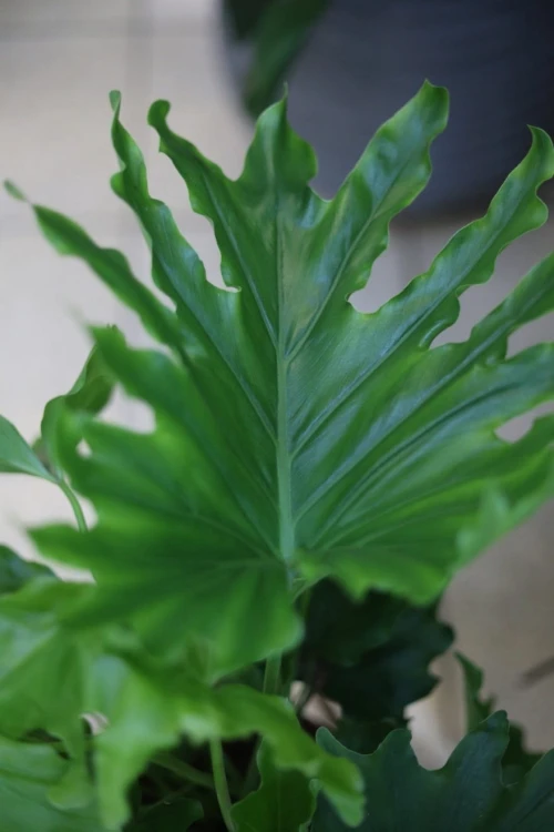 philodendron lickety split 4.JPG