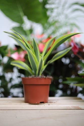 Dracaena fragrans 'Lemon Lime' (Dracena Wonna) S (1).JPG