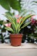Dracaena fragrans 'Lemon Lime' (Dracena Wonna) S (1).JPG