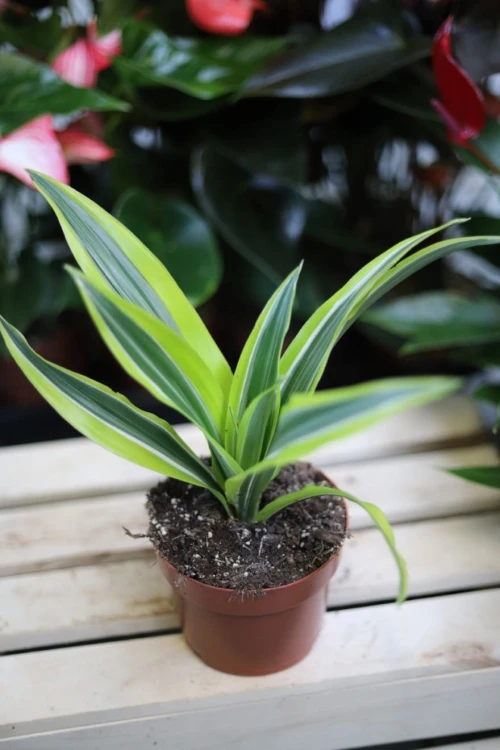 Dracaena fragrans 'Lemon Lime' (Dracena Wonna) S (2).JPG