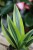 Dracaena fragrans 'Lemon Lime' (Dracena Wonna) S (3).JPG
