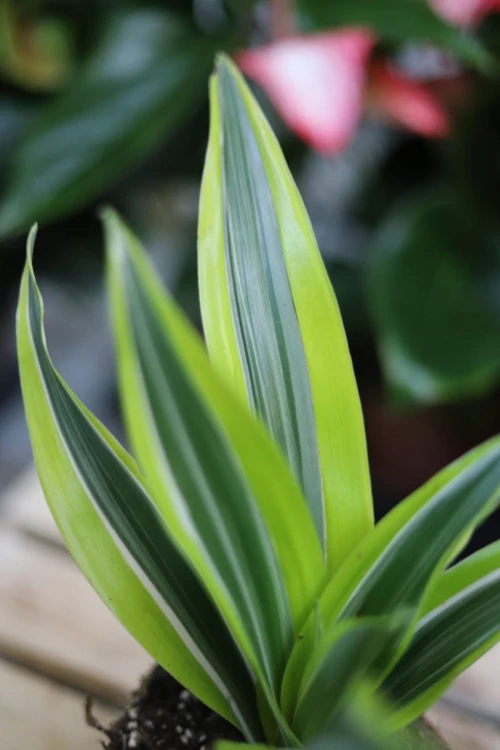 Dracaena fragrans 'Lemon Lime' (Dracena Wonna) S (3).JPG