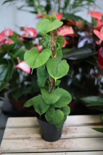 Philodendron fibrocatephyllum – dekoracyjna roślina doniczkowa o długich, intensywnie zielonych liściach i pnącym pokroju. Idealna do tropikalnych i nowoczesnych wnętrz.