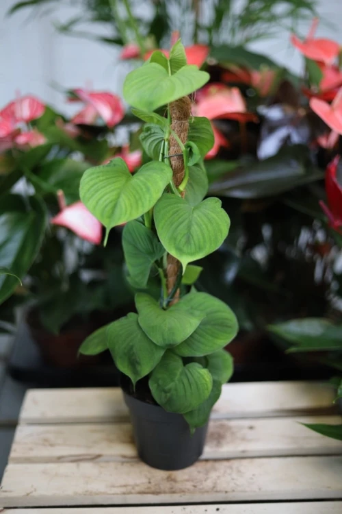 Philodendron fibrocatephyllum – dekoracyjna roślina doniczkowa o długich, intensywnie zielonych liściach i pnącym pokroju. Idealna do tropikalnych i nowoczesnych wnętrz.