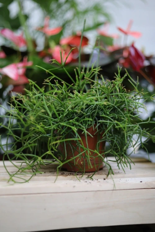 Rhipsalis baccifera 'Oasis' w aranżacji wnętrza – zwisająca roślina doniczkowa, która wprowadza do przestrzeni świeżość, naturalny akcent i egzotyczny charakter.