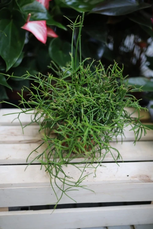 Rhipsalis baccifera 'Oasis' – efektowna roślina doniczkowa o zwisających, cienkich zielonych pędach. Idealna do wiszących donic i nowoczesnych wnętrz.