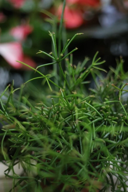 Zbliżenie pędów Rhipsalis 'Oasis' ukazujące ich dekoracyjną strukturę i intensywną zieleń. Roślina łatwa w pielęgnacji i tropikalna w wyglądzie.