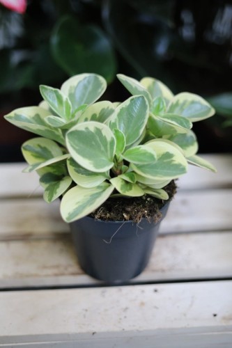 Peperomia obtipan Bicolor (1).JPG