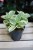 Peperomia obtipan Bicolor (1).JPG