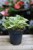 Peperomia obtipan Bicolor (2).JPG