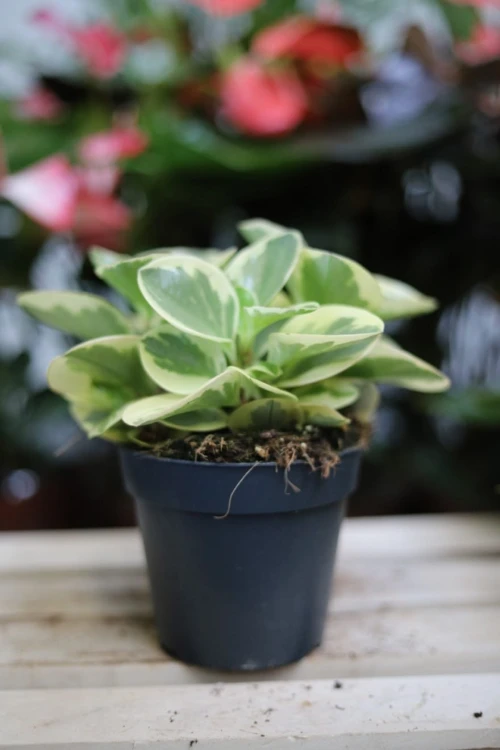 Peperomia obtipan Bicolor (2).JPG