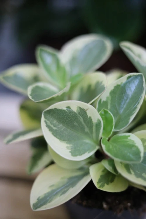 Peperomia obtipan Bicolor (3).JPG