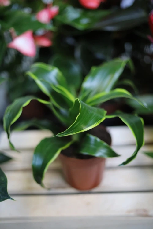 Zbliżenie liści Dracaena ‘Dorado’ ukazujące kontrastowe żółto-zielone pasy i dekoracyjną strukturę liści. Roślina łatwa w pielęgnacji i efektowna.