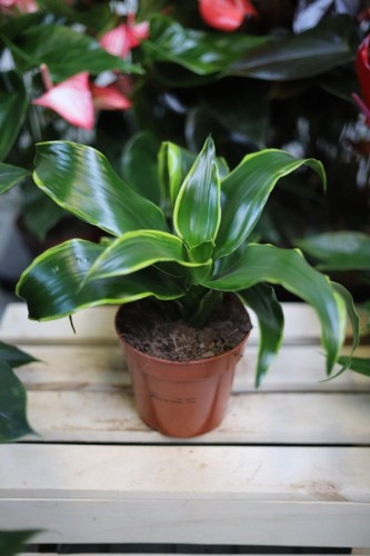 Dracaena fragrans ‘Dorado’ – efektowna roślina doniczkowa o zielonych liściach z dekoracyjnymi, jasnymi żółtymi paskami. Idealna do nowoczesnych i tropikalnych wnętrz.