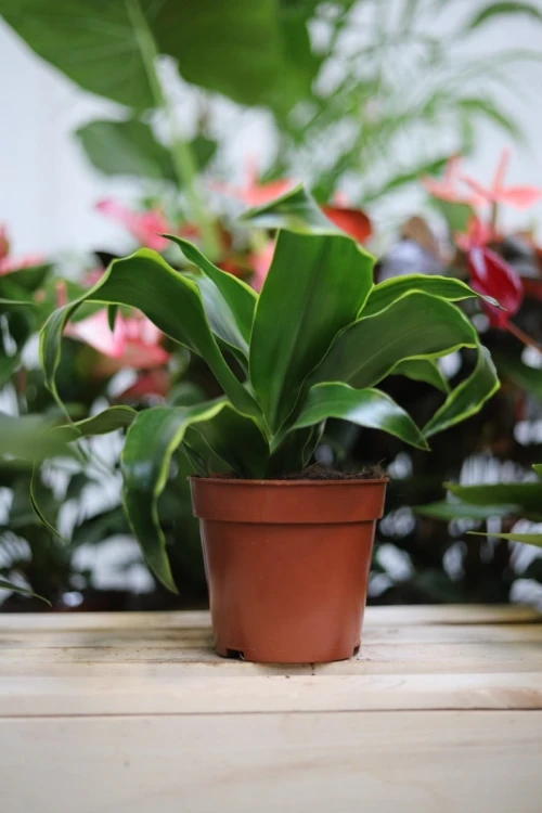 Dracaena fragrans ‘Dorado’ w aranżacji wnętrza – tropikalna roślina doniczkowa, która wprowadza do przestrzeni świeżość, naturalny akcent i egzotyczny klimat.