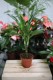 Dracaena fragrans 'Janet Craig' – elegancka roślina doniczkowa o prostych, ciemnozielonych liściach. Idealna do nowoczesnych i minimalistycznych wnętrz.