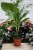 Dracaena fragrans 'Janet Craig' w aranżacji wnętrza – tropikalna roślina doniczkowa, która wprowadza do przestrzeni naturalny akcent, świeżość i elegancję.