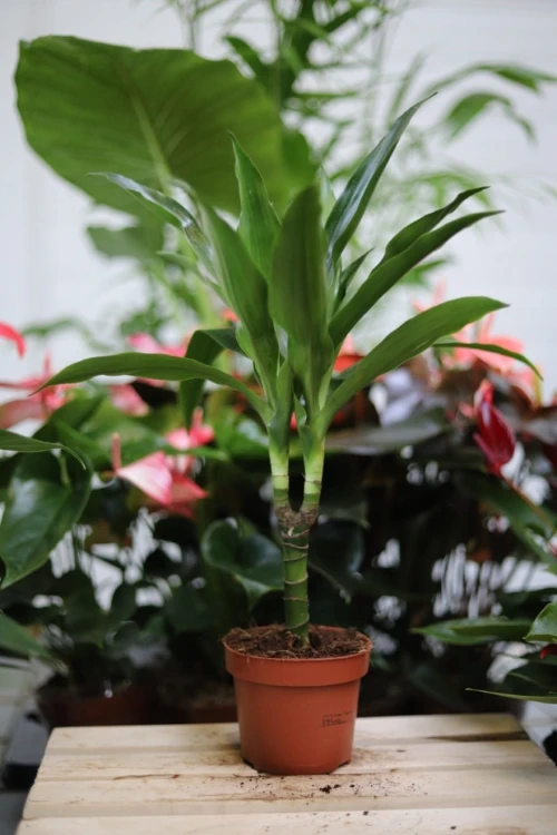 Dracaena fragrans 'Janet Craig' w aranżacji wnętrza – tropikalna roślina doniczkowa, która wprowadza do przestrzeni naturalny akcent, świeżość i elegancję.