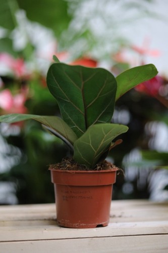 Ficus Lyrata Bambino – kompaktowa roślina doniczkowa o błyszczących, ciemnozielonych liściach. Idealna do nowoczesnych i tropikalnych wnętrz.