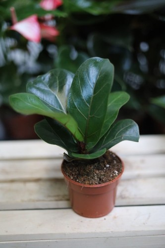 Ficus Lyrata Bambino w aranżacji wnętrza – tropikalna roślina doniczkowa, która wprowadza do przestrzeni świeżość, naturalny akcent i elegancki klimat.