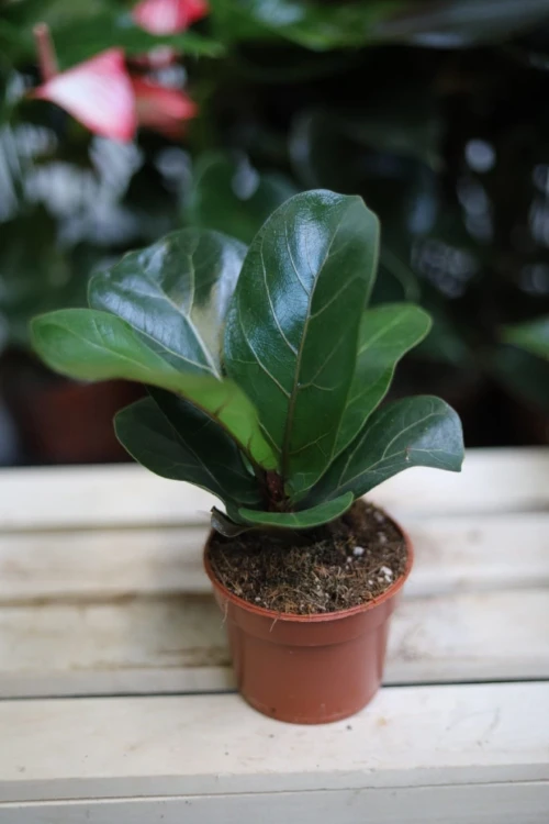 Ficus Lyrata Bambino w aranżacji wnętrza – tropikalna roślina doniczkowa, która wprowadza do przestrzeni świeżość, naturalny akcent i elegancki klimat.