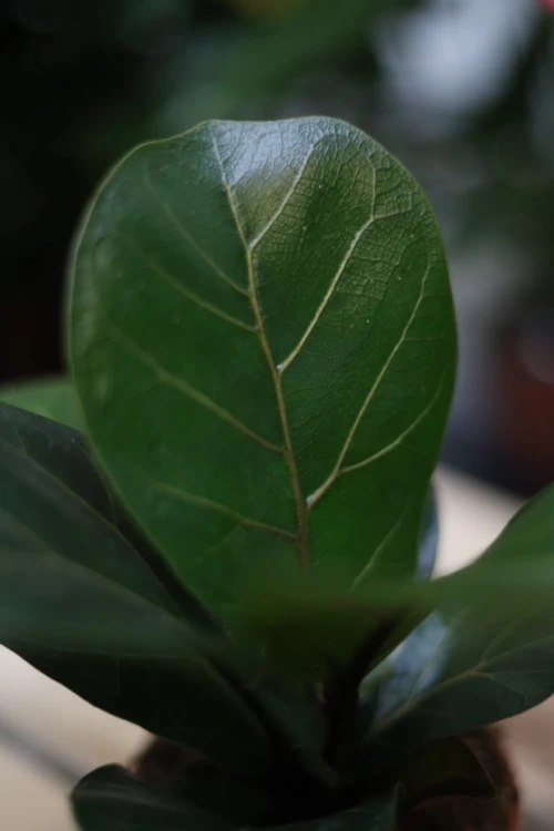 Zbliżenie liści Ficus Lyrata Bambino ukazujące ich dekoracyjny kształt i lśniący zielony kolor. Roślina łatwa w pielęgnacji i elegancka.