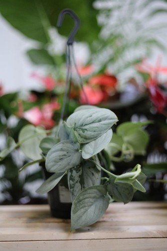Scindapsus pictus Silvery Ann L (1).JPG