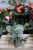 Scindapsus pictus Silvery Ann L (2).JPG